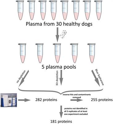 Characterization of the plasma proteome from healthy adult dogs